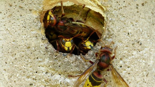 Prévention des infestations de frelons : conseils pour sécuriser votre propriété